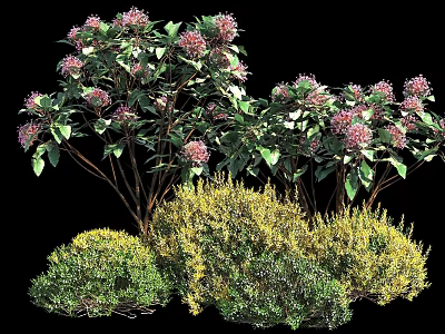 Colorful Garden Shrubs With Purple Flowers And Green Yellow Foliage Varieties 3d model