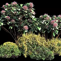 Colorful Garden Shrubs With Purple Flowers And Green Yellow Foliage Varieties