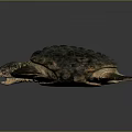 Turtle Cartoon Turtle Snapping Turtle Chickbill Turtle Reptile Cold Blooded Animal Reptile Class 3d model