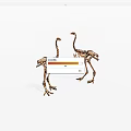 Two Ostrich Skeletons Standing Side By Side On White Background