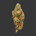 Cannabis Plant Flower Bud With Green Orange Yellow Colors Cone Shaped Form On Dark Background With Reflection