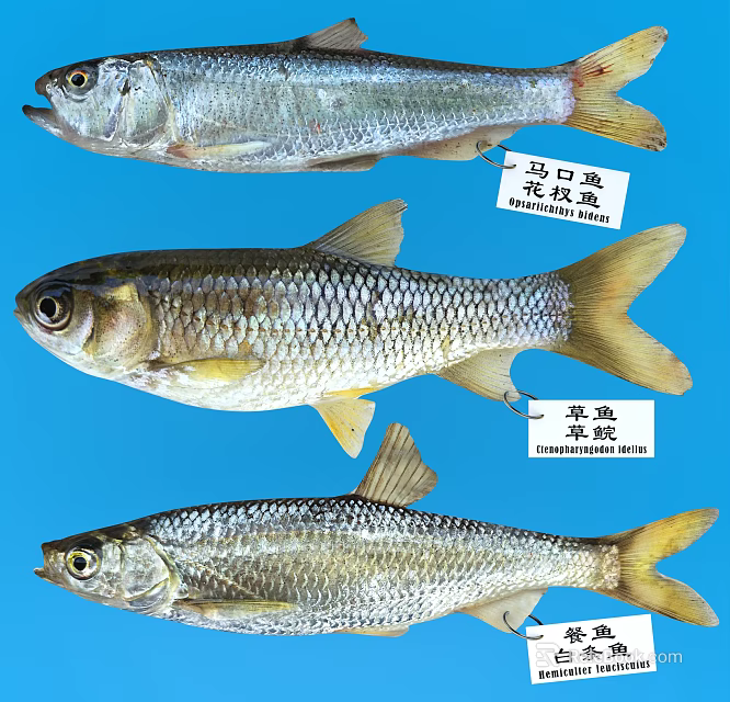Various Freshwater Fish Specimens Displayed With Name Tags On Blue Background 3d model 