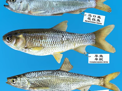 Various Freshwater Fish Specimens Displayed With Name Tags On Blue Background 3d model