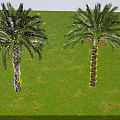 Palm Trees Decorated With Illuminated String Lights Under Blue Sky Green Grass And Distant Mountains