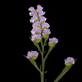 Vibrant Purple Flowering Plant with Green Stem and Small Blooms on Black Background
