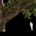 Tall Large Tree with Thick Trunk Extended Branches and Lush Foliage Beside Silhouette Figure