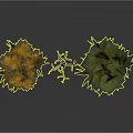 Three Trees Display Yellow Foliage Leafless Trunk And Green Leaves