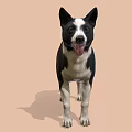 Black and white dog standing with tongue out on light brown background