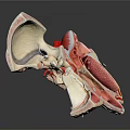 Human Head Anatomical Model With Detailed Internal Structures For Medical Education