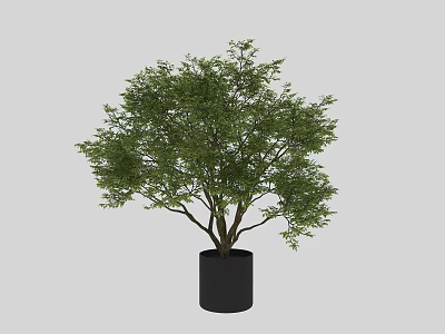 Lush Bonsai Plant With Green Leaves Brown Trunk In Black Pot Gray Background 3d model