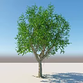 Lush Arbor With Green Leaves And Wooden Trunk Against Blue Sky On Light Ground