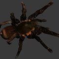 spider tarantula insect venomous insect reptile 3d model