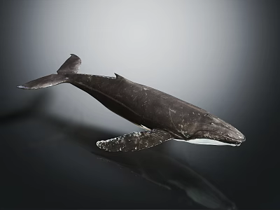 Dark Whale Model Featuring White Underbelly Placed On Reflective Black Surface 3d model