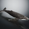 Dark Whale Model Featuring White Underbelly Placed On Reflective Black Surface 3d model