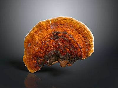 Ganoderma Mushroom Featuring Vibrant Orange Brown Color Fan Shaped Structure And Detailed Surface Texture 3d model