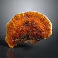 Ganoderma Mushroom Featuring Vibrant Orange Brown Color Fan Shaped Structure And Detailed Surface Texture