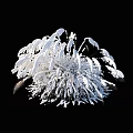 Frosted Chrysanthemum Flowers With White Fluffy Petals And Delicate Structure