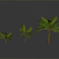 Three Banana Trees of Different Sizes With Gray Background And Ground Reflection