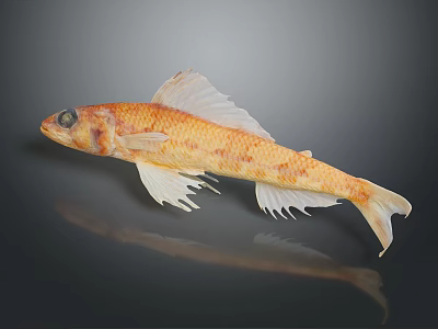 Detailed Orange Spotted Fish Sculpture With White Fins On Dark Background And Reflection 3d model