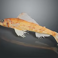 Detailed Orange Spotted Fish Sculpture With White Fins On Dark Background And Reflection