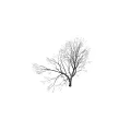 Snow Covered Leafless Tree With White Branches Against Dark Background 3d model