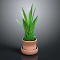 Green Leaf Plant with Long Leaves in Two Tiered Terracotta Pot on Dark Background