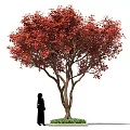Ornamental Arbor With Lush Vibrant Red Leaves And Human Figure For Scale Decoration