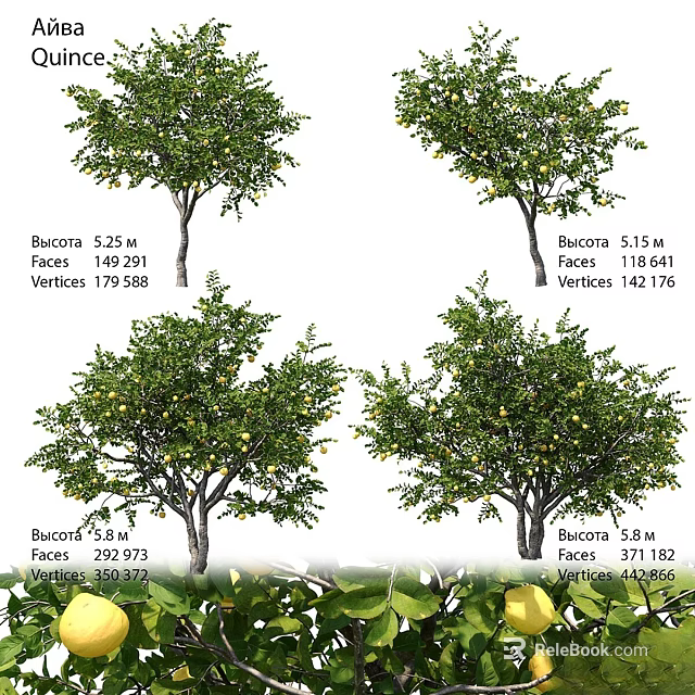 Detailed 3D Bucida Trees Models with Various Heights and Vertex Face Data 3d model 