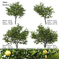 Detailed 3D Bucida Trees Models with Various Heights and Vertex Face Data