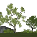 Lush Green Plant Combination With Trees Bushes And Rock In Grassland Under Blue Sky