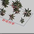 Indoor Calathea Plants With Green Red Leaves Various Sizes And Natural Shadows