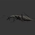 Detailed Black Insect With Long Legs And Antennae On Gray Background