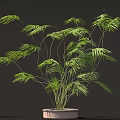 Lush Green Plant With Long Slender Leaves In Light Colored Pot On Dark Background