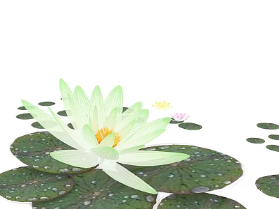 Light Green Lotus Flowers In Vase With Pink Blooms And Water Droplets On Leaves 3d model