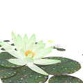 Light Green Lotus Flowers In Vase With Pink Blooms And Water Droplets On Leaves