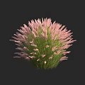 Round Shaped Decorative Plant With Pink Spike Flowers And Green Leaves