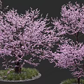 Vibrant Arbor With Pink Flower Blossoms And Green Grass In Natural Landscape