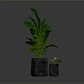 Large Leafy Indoor Plant with Small Green Plants in Gray Concrete Pots