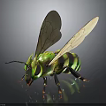 Green and yellow striped bee with transparent wings on black background and reflective surface
