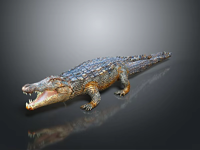 Crocodile Model With Open Mouth Shiny Skin And Gray Background Reflection 3d model