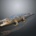 Crocodile Model With Open Mouth Shiny Skin And Gray Background Reflection 3d model