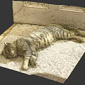 Adorable Tabby Cat Lying Comfortably On Soft Carpet With Beige Mat