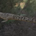 Crocodile With Open Mouth In Natural Habitat With Grassland And Trees