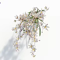Hanging White Flower Cluster With Green Leaves And Yellow Purple Accents On White Background