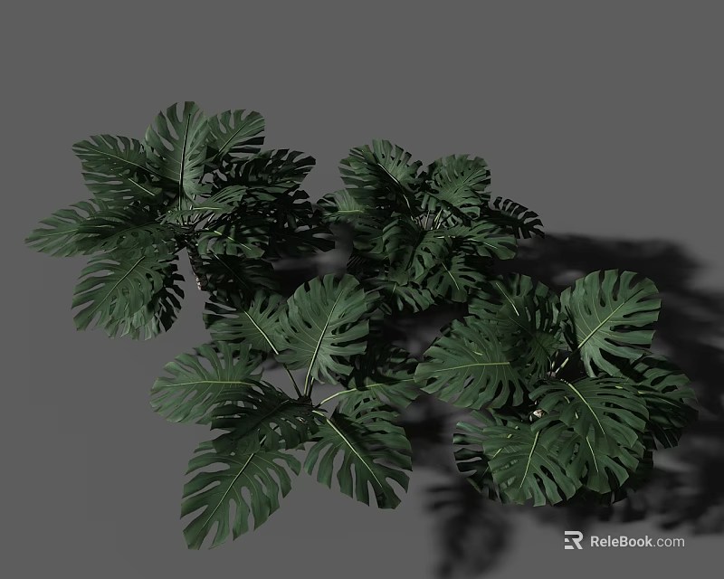 Monstera Plants With Large Green Leaves And Distinct Hole Patterns On Gray Background With Natural Shadows 3d model 