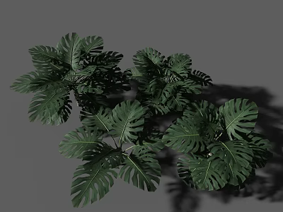 Monstera Plants With Large Green Leaves And Distinct Hole Patterns On Gray Background With Natural Shadows 3d model
