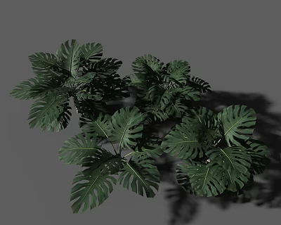 Monstera Plants With Large Green Leaves And Distinct Hole Patterns On Gray Background With Natural Shadows 3d model