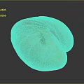 Colorful Striped Clam Shell in Detailed Close-up View with Shiny Surface