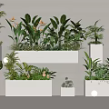 Stylish Layered Display of Bonsai and Potted Green Plants Ferns and Succulents in White Containers
