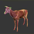 3D Rendered Animal Anatomical Model Showing Muscular Structure And Internal Organs